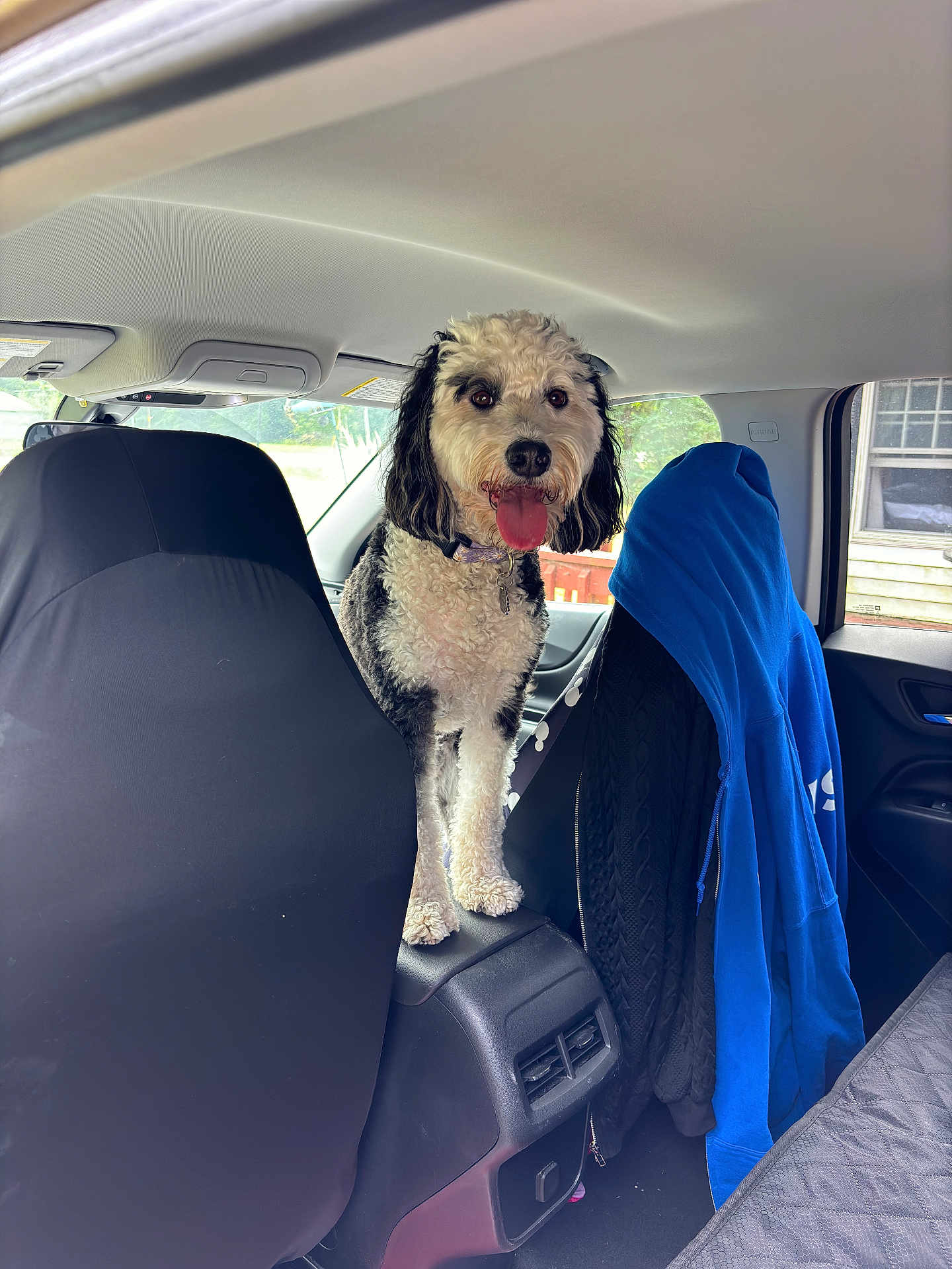 Daisy is registered to the contest to win money with this photo: accessories, animal, belt, canine, car, car_interior, carseat, chair, clothing, coat, cushion, dog, furniture, headrest, homedecor, pet, poodle, terrier, transportation, vehicle
