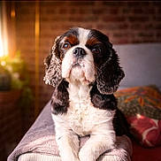 Benjy a rejoint le concours — aidez-le/la à gagner de superbes lots ! dog, cavalier_king_charles_spaniel, pet, animal, indoor, couch, armrest, sunlight, brick_wall, blanket, pillow, waiting, brown, white, fur, cute, portrait, cozy, calm, looking