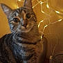 cat, tabby_cat, pet, feline, whiskers, close_up, indoors, fairy_lights, bokeh, lamp, vase, tabletop, curious, large_eyes, striped_fur, portrait, domestic_animal, cozy, blur, cute