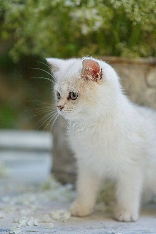 Minie participe au concours pour gagner de l'argent avec cette photo : asian_semi_longhair, british_longhair, british_semi_longhair, carnivore, cat, eye, fawn, felidae, kitten, mammal, persian, ragamuffin, ragdoll, small_to_medium_sized_cats, turkish_angora, turkish_van, vertebrate, whiskers