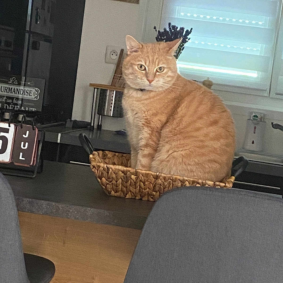 Milo a rejoint le concours — aidez-le/la à gagner de superbes lots ! animal, architecture, basket, building, cat, computerhardware, couch, electronics, furniture, hardware, homedecor, indoors, livingroom, pet, plant, pottedplant, room, screen, table, wood