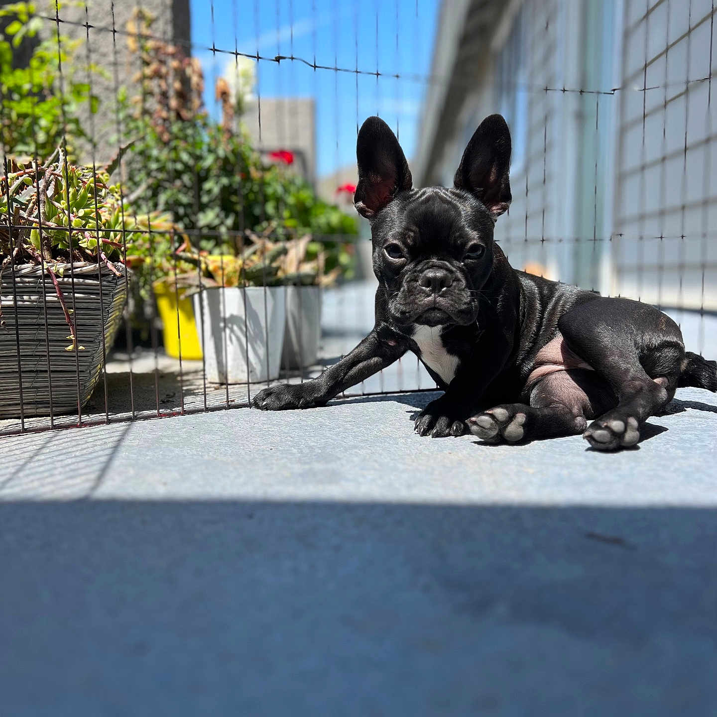 Bella is registered to the contest to win money with this photo: animal, balcony, black_dog, blue_sky, concrete_floor, daytime, dog, ears, fence, french_bulldog, nature, outdoor, pet, plants, potted_plants, puppy, relaxed, shadows, sunlight, young_dog