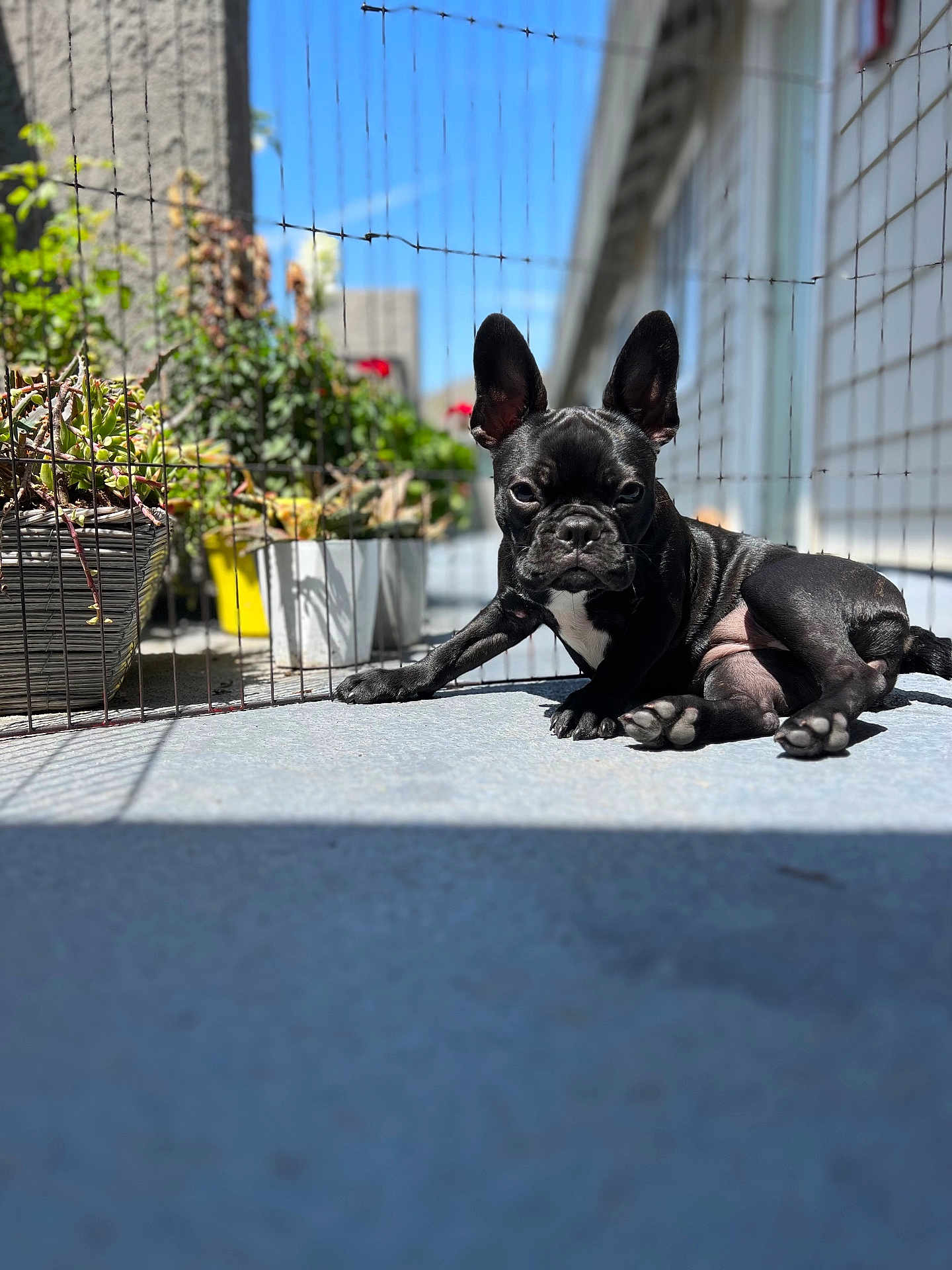 Bella