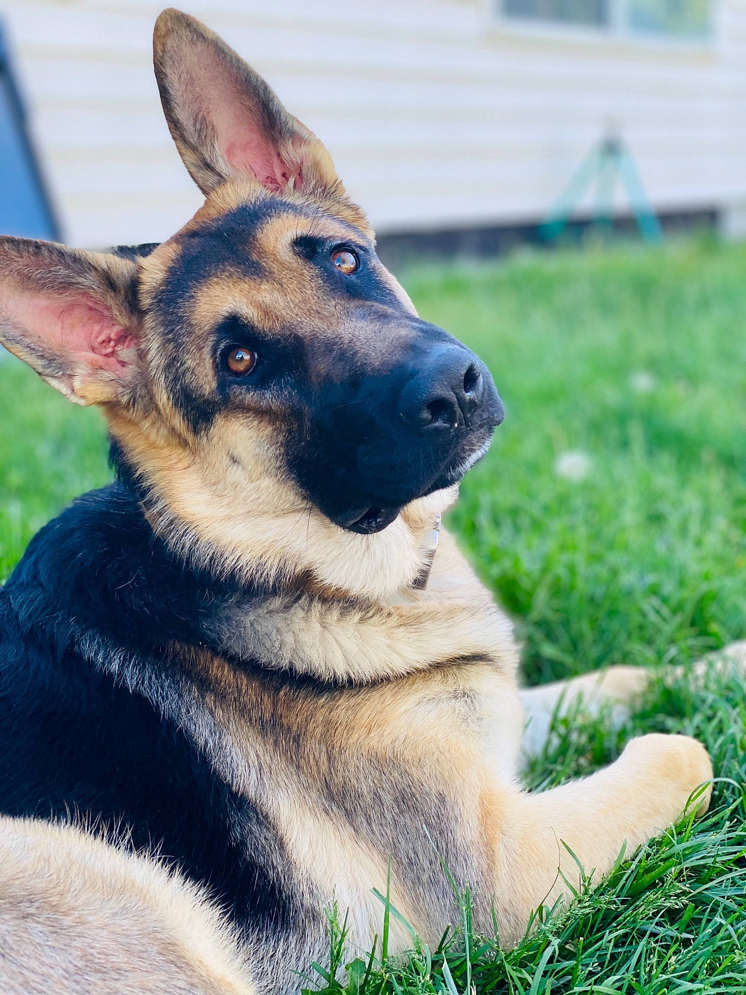 Max joined the competition — help win amazing prizes! belgian_shepherd_malinois, canidae, carnivore, dog, dog_breed, ear, east_european_shepherd, fawn, german_shepherd_dog, grass, king_shepherd, kunming_wolfdog, mammal, old_german_shepherd_dog, police_dog, rare_breed_dog, shiloh_shepherd_dog, snout, vertebrate, working_dog