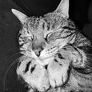 Luna a rejoint le concours — aidez-le/la à gagner de superbes lots ! cat, tabby_cat, sleeping, close_up, black_and_white, whiskers, fur, paws, pet, animal, domestic_cat, relaxing, cute, face, muzzle, portrait, feline, soft, peaceful, indoor