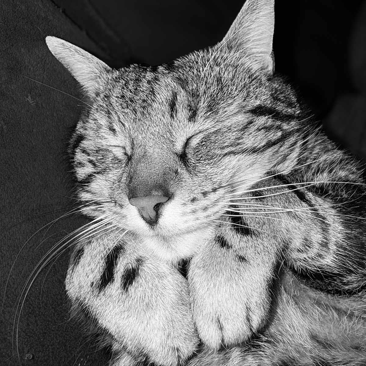 Luna a rejoint le concours — aidez-le/la à gagner de superbes lots ! cat, tabby_cat, sleeping, close_up, black_and_white, whiskers, fur, paws, pet, animal, domestic_cat, relaxing, cute, face, muzzle, portrait, feline, soft, peaceful, indoor