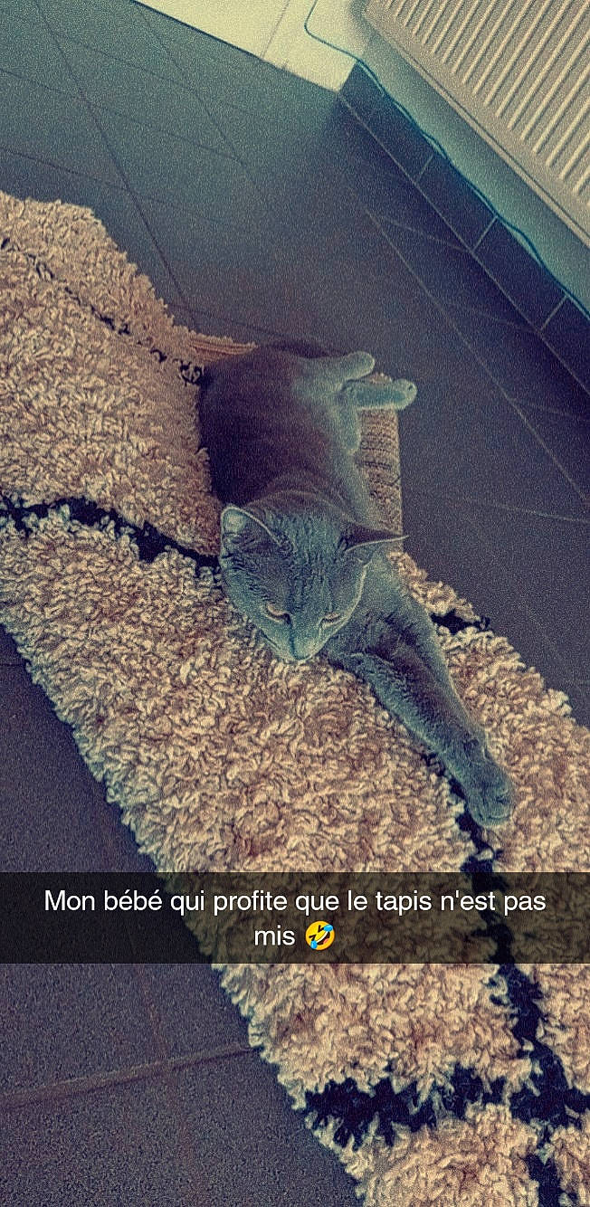 Smoothye participe au concours pour gagner de l'argent avec cette photo : asphalt, denim, electric_blue, felidae, font, landscape, metal, morning, organism, photo_caption, plant, reptile, scaled_reptile, sculpture, shadow, sky, soil, statue, tail, terrestrial_animal