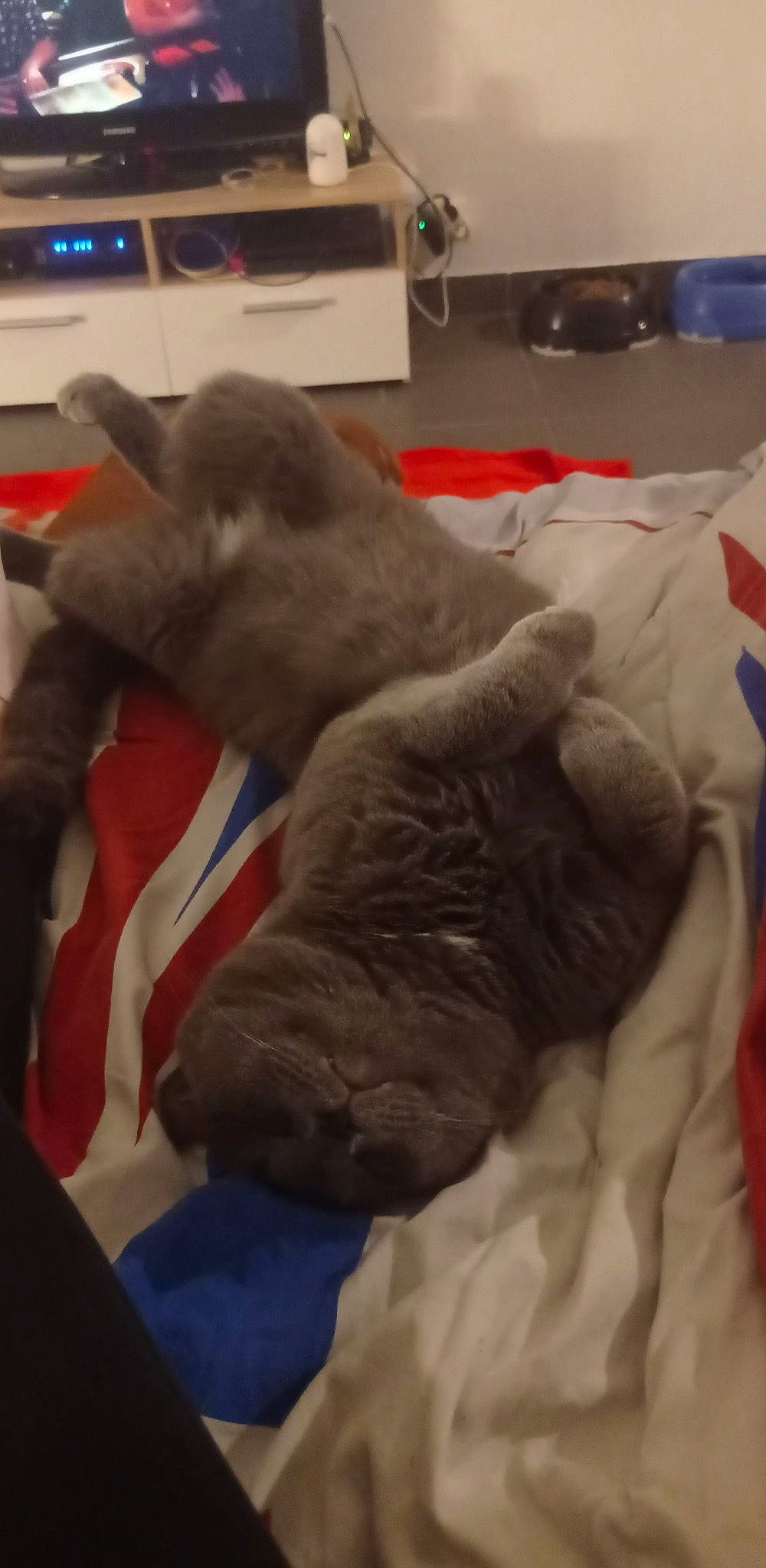 Smoothye a rejoint le concours — aidez-le/la à gagner de superbes lots ! canidae, carmine, carnivore, cat, comfort, companion_dog, dog_breed, duvet, felidae, fur, gesture, linens, nap, paw, room, sleep, small_to_medium_sized_cats, sporting_group, tail, whiskers