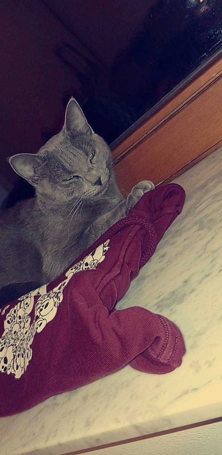 Smoothye a rejoint le concours — aidez-le/la à gagner de superbes lots ! black_cat, carmine, carnivore, cat, domestic_short_haired_cat, electric_blue, felidae, font, fur, grey, human_leg, magenta, pattern, paw, purple, sleeve, small_to_medium_sized_cats, tail, whiskers, wood