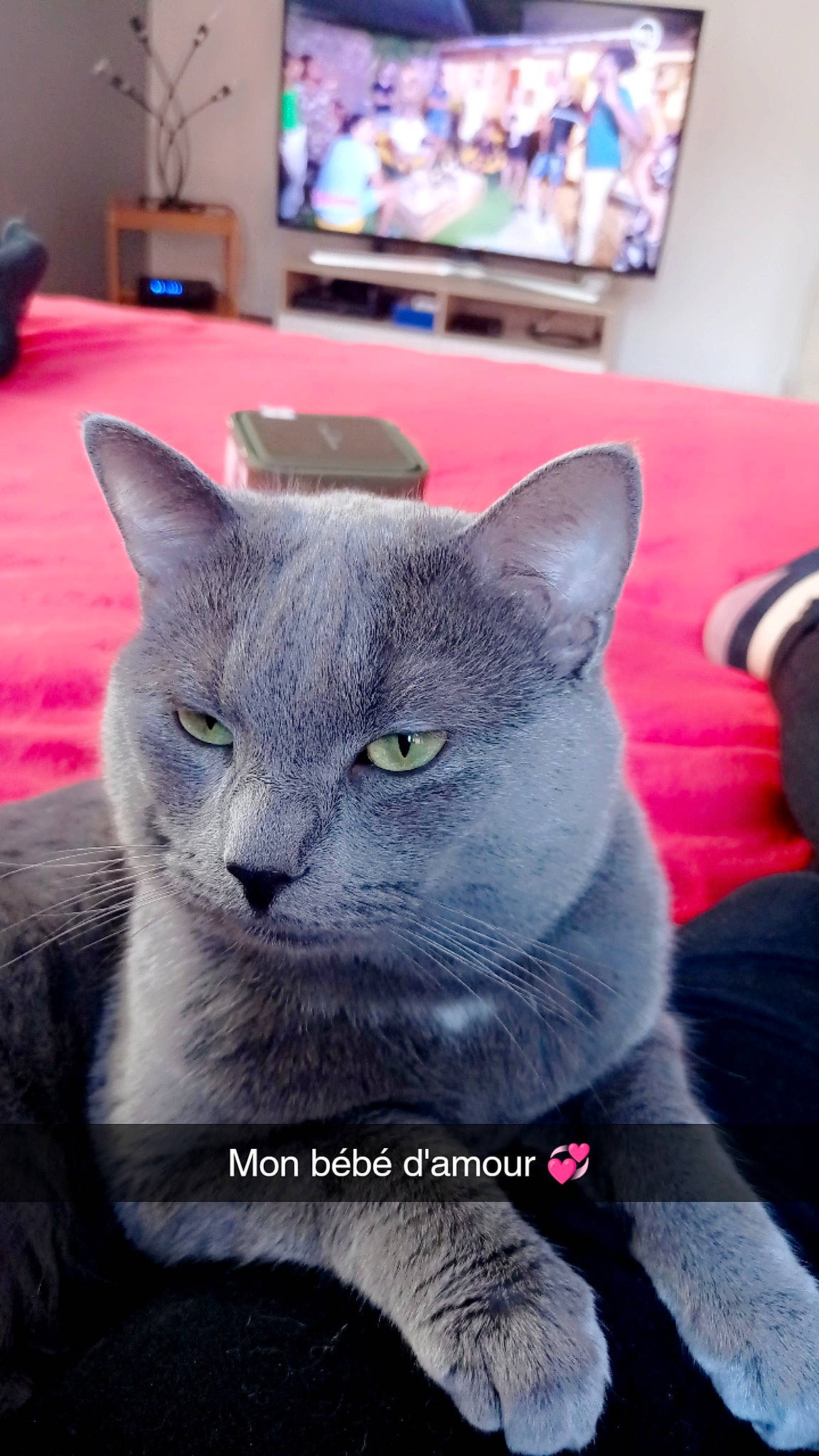 Smoothye a rejoint le concours — aidez-le/la à gagner de superbes lots ! blue, cable_television, carnivore, cat, comfort, couch, domestic_short_haired_cat, felidae, fur, grey, led_backlit_lcd_display, picture_frame, russian_blue, small_to_medium_sized_cats, snout, television, terrestrial_animal, whiskers