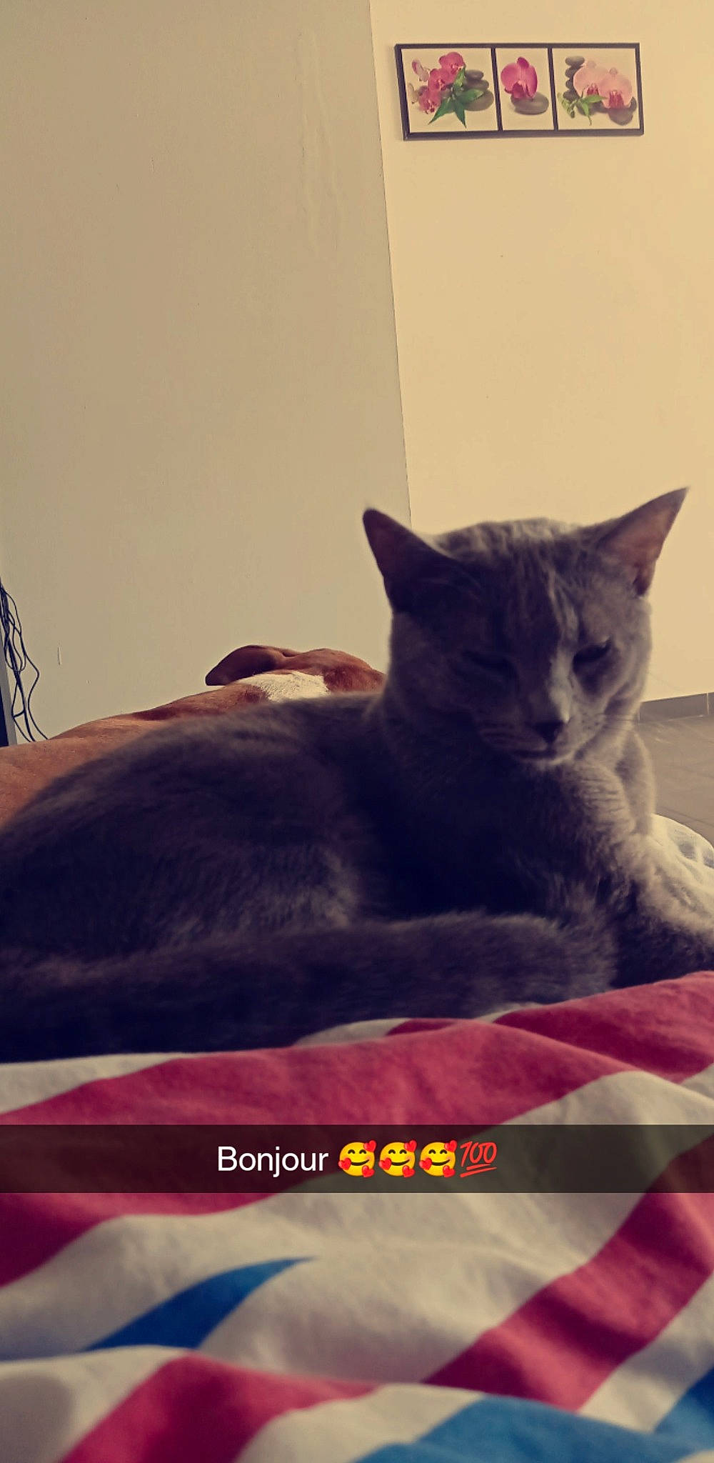 Smoothye participe au concours pour gagner de l'argent avec cette photo : carnivore, cat, comfort, domestic_short_haired_cat, ear, felidae, font, fur, grey, paw, photo_caption, russian_blue, small_to_medium_sized_cats, snout, tail, terrestrial_animal, whiskers