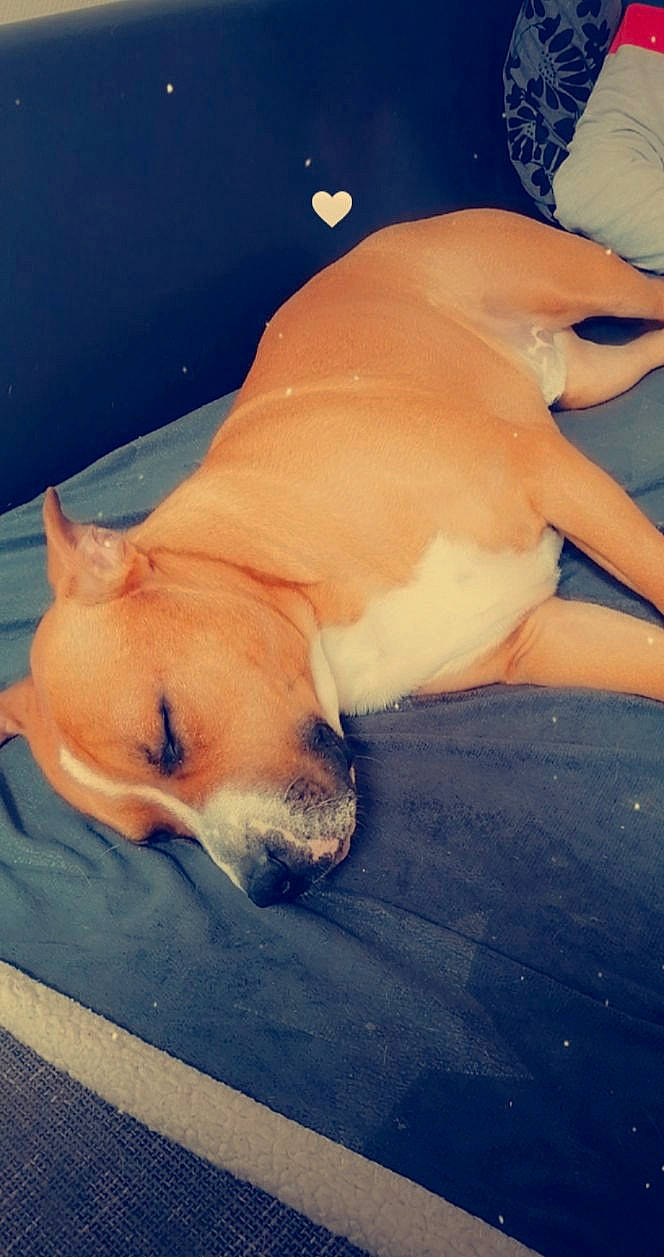 Jones a rejoint le concours — aidez-le/la à gagner de superbes lots ! canidae, carnivore, cloud, comfort, companion_dog, dog, dog_breed, fawn, fur, guard_dog, human_leg, linens, paw, sky, snout, sporting_group, tail, terrestrial_animal, toy_dog, whiskers