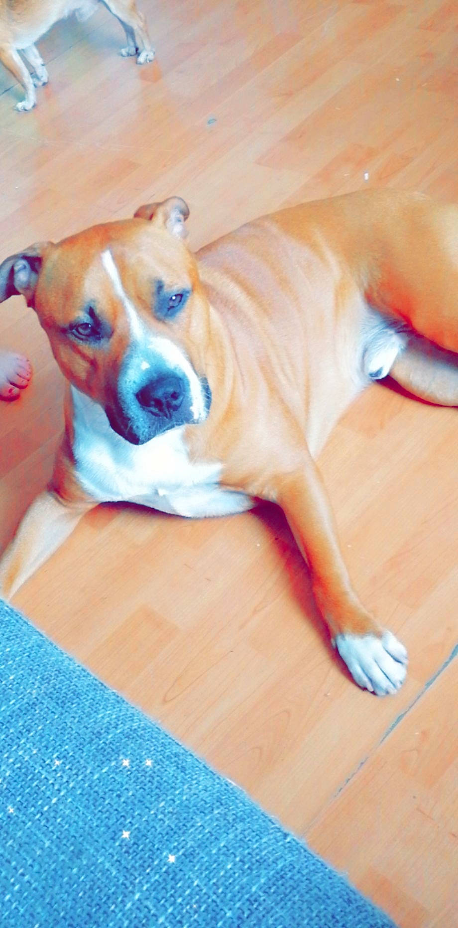 Jones participe au concours pour gagner de l'argent avec cette photo : blue, canidae, carnivore, collar, companion_dog, dog, dog_breed, dog_collar, dog_supply, fawn, flooring, hardwood, pet_supply, snout, sporting_group, varnish, wood, wood_flooring, wood_stain, working_animal