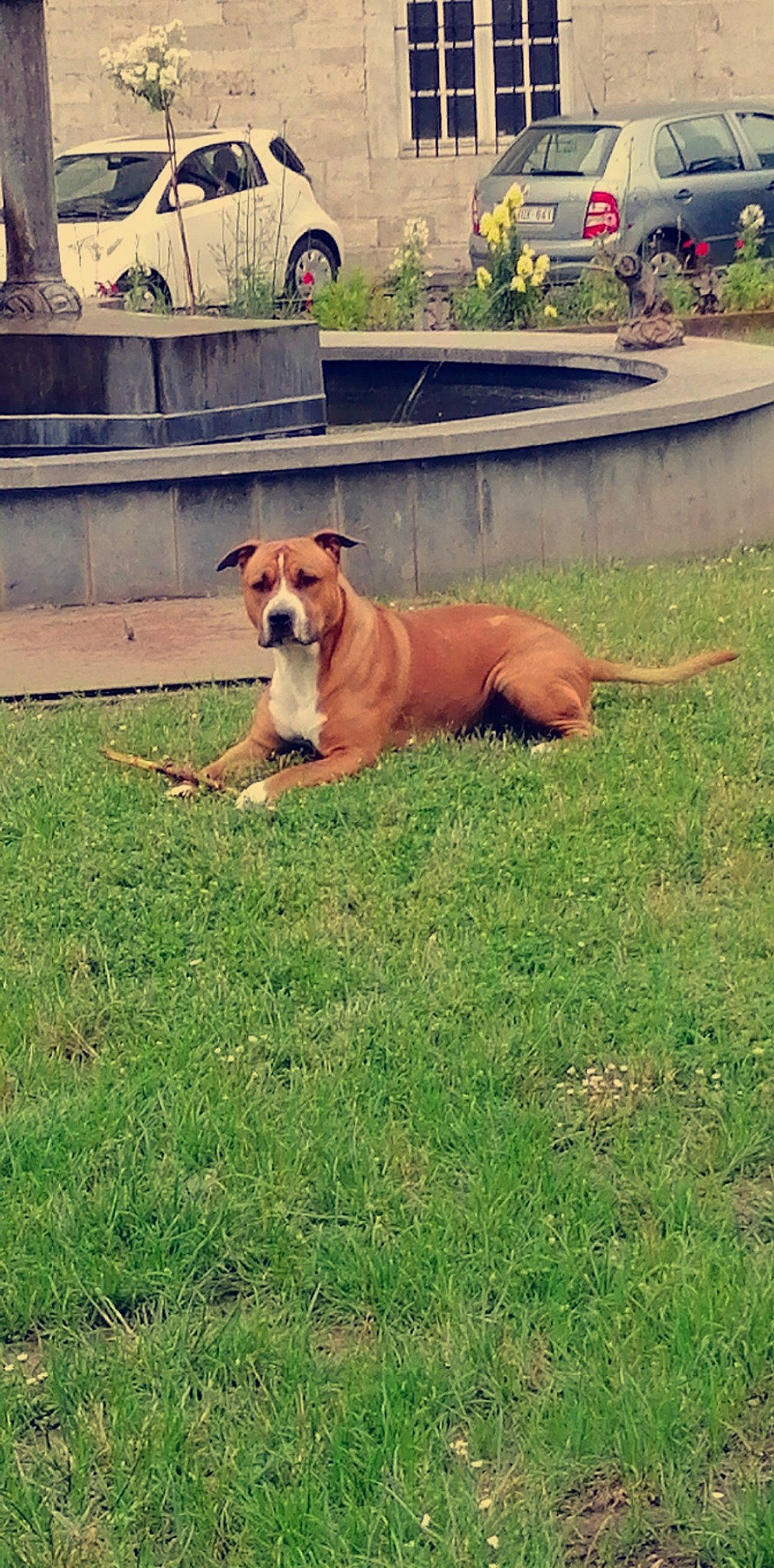 Jones a rejoint le concours — aidez-le/la à gagner de superbes lots ! animal_sports, carnivore, collar, companion_dog, dog, dog_breed, dog_collar, dog_supply, fawn, fence, flowerpot, grass, guard_dog, hound, liver, plant, sporting_group, tail, working_animal, working_dog