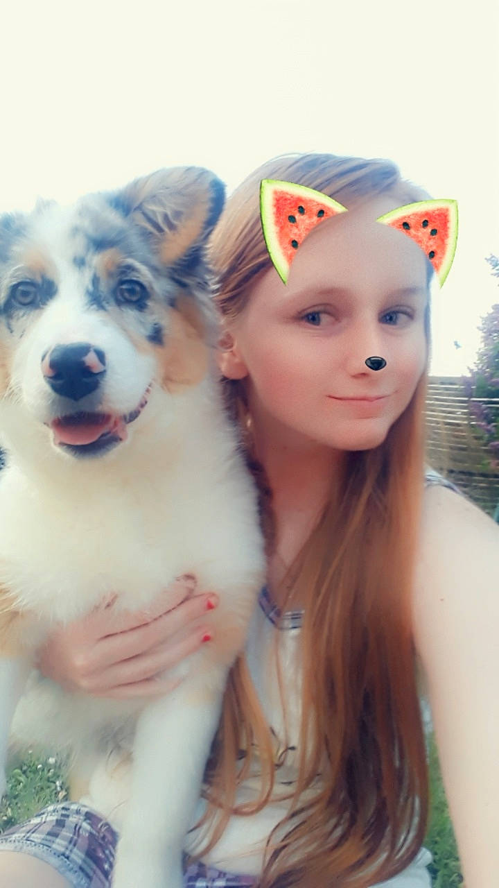 Lisy participe au concours pour gagner de l'argent avec cette photo : australian_shepherd, canidae, carnivore, companion_dog, dog, dog_breed, fawn, mammal, miniature_australian_shepherd, person, puppy_love