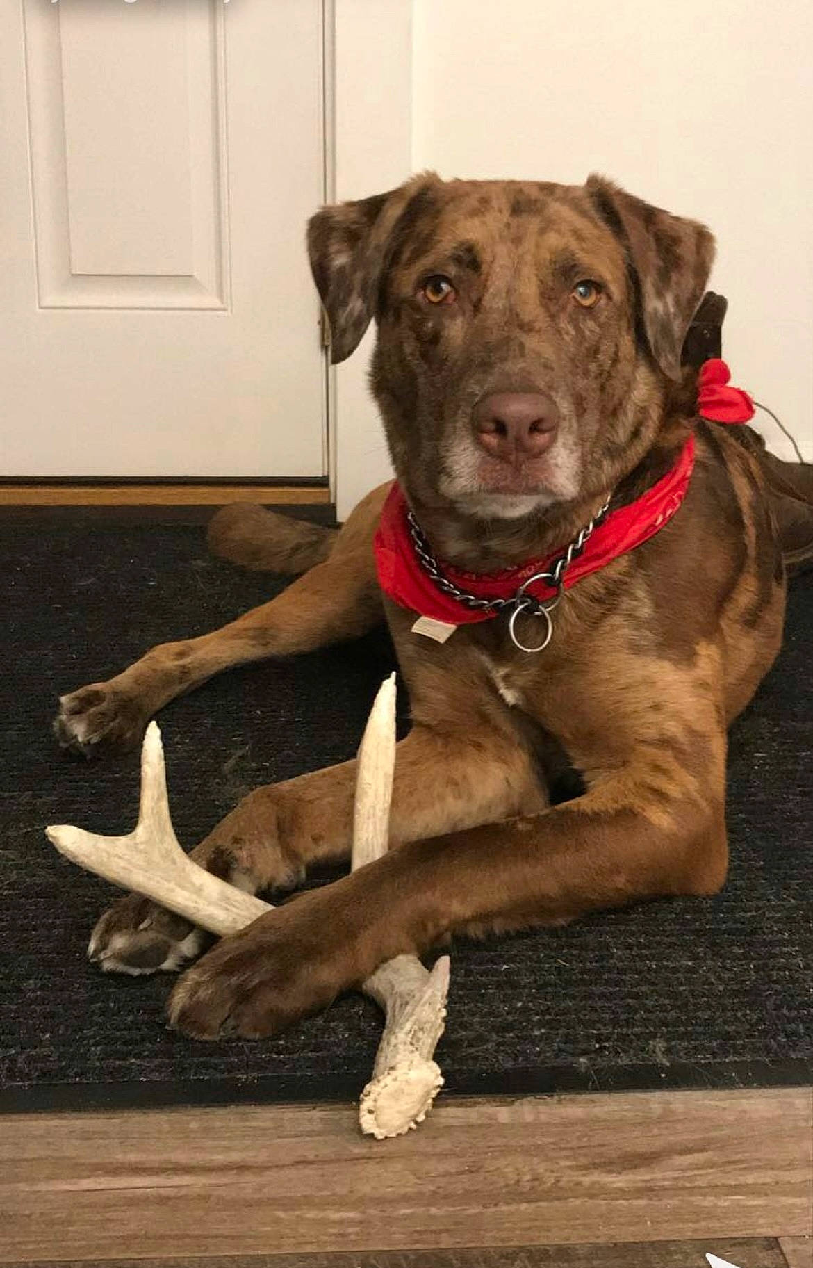 Carson joined the competition — help win amazing prizes! canidae, carnivore, collar, companion_dog, dog, dog_breed, dog_collar, dog_supply, fawn, guard_dog, liver, pet_supply, snout, sporting_group, tail, terrestrial_animal, wall_plate, whiskers, working_animal, working_dog