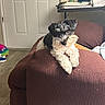 Gatsby joined the competition — help win amazing prizes! dog, couch, indoor, pet, furniture, brown, white, black, relaxed, curious, notebook, pen, door, floor, table, cozy, fur, small_dog, resting, home
