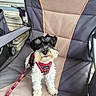Gatsby joined the competition — help win amazing prizes! dog, pet, animal, black_and_white, small_dog, harness, leash, chair, camping_chair, outdoor, seat, fur, cute, looking_up, domestic_animal, puppy, pet_accessory, fabric, resting, companion