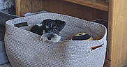Gatsby joined the competition — help win amazing prizes! dog, basket, toy, carpet, wooden_shelf, framed_photos, home, indoor, pet, cozy, small_dog, floor, decor, living_room, stuffed_toy, furniture, cute, animal, relaxing, interior
