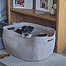 dog, basket, toy, carpet, wooden_shelf, framed_photos, home, indoor, pet, cozy, small_dog, floor, decor, living_room, stuffed_toy, furniture, cute, animal, relaxing, interior