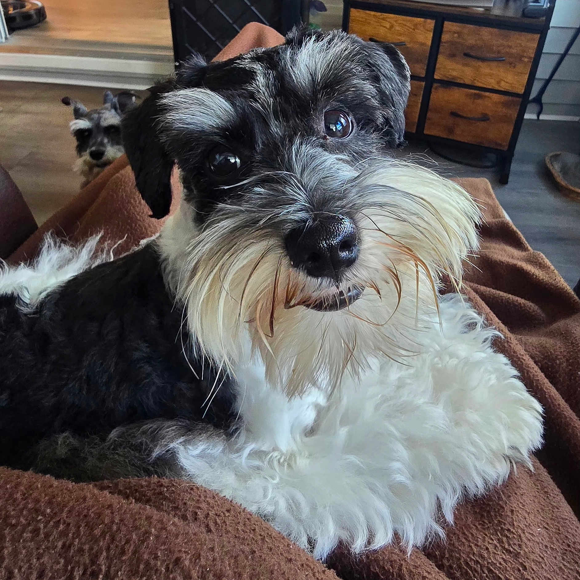 Gatsby is registered to the contest to win money with this photo: dog, black_and_white, fluffy, close_up, blanket, indoor, furniture, curious, peeking, pet, animal, companion, cute, portrait, resting, brown, wooden, cozy, beard, two_dogs