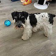 Gatsby joined the competition — help win amazing prizes! dog, black_and_white, indoor, wooden_floor, toy, footwear, fan, curious, pet, flooring, small_dog, fur, animal, household, domestic, companion, cute, walking, standing, floor