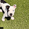 adorable, animal, black_patch, blue_eyes, canine, cute, dog, ears, grass, looking_up, nature, outdoor, pet, playful, puppy, small, sunlight, tail, white_fur, young