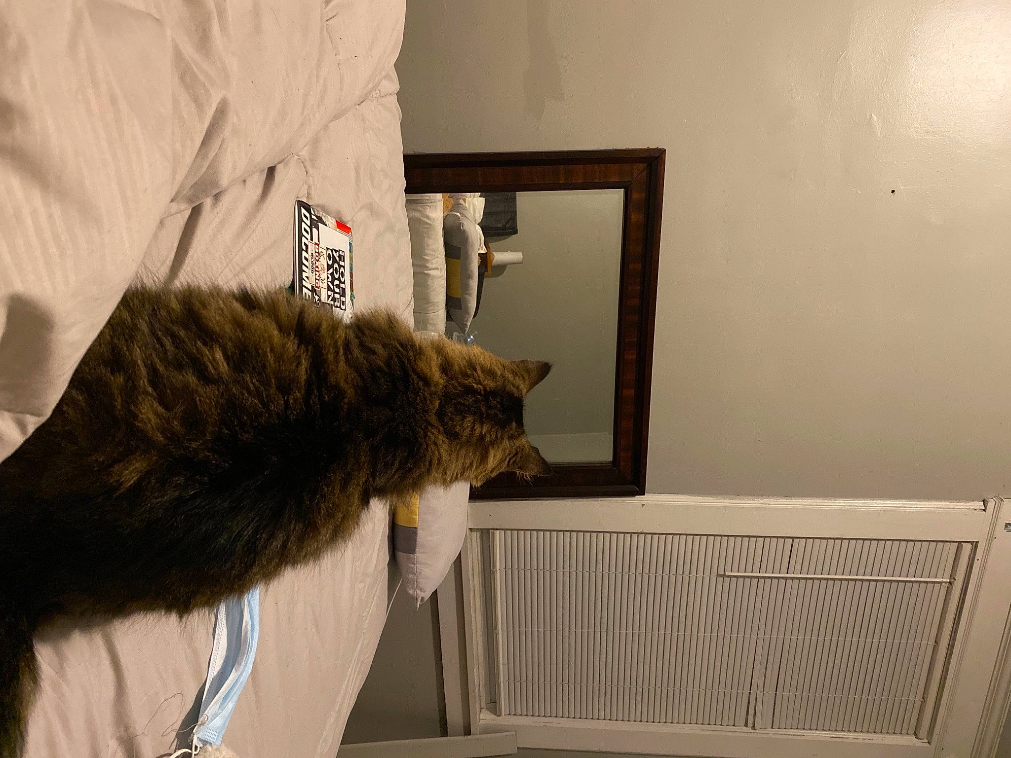 Chole joined the competition — help win amazing prizes! animal_product, carnivore, cat, felidae, fur, fur_clothing, mirror, natural_material, small_to_medium_sized_cats, tail, textile