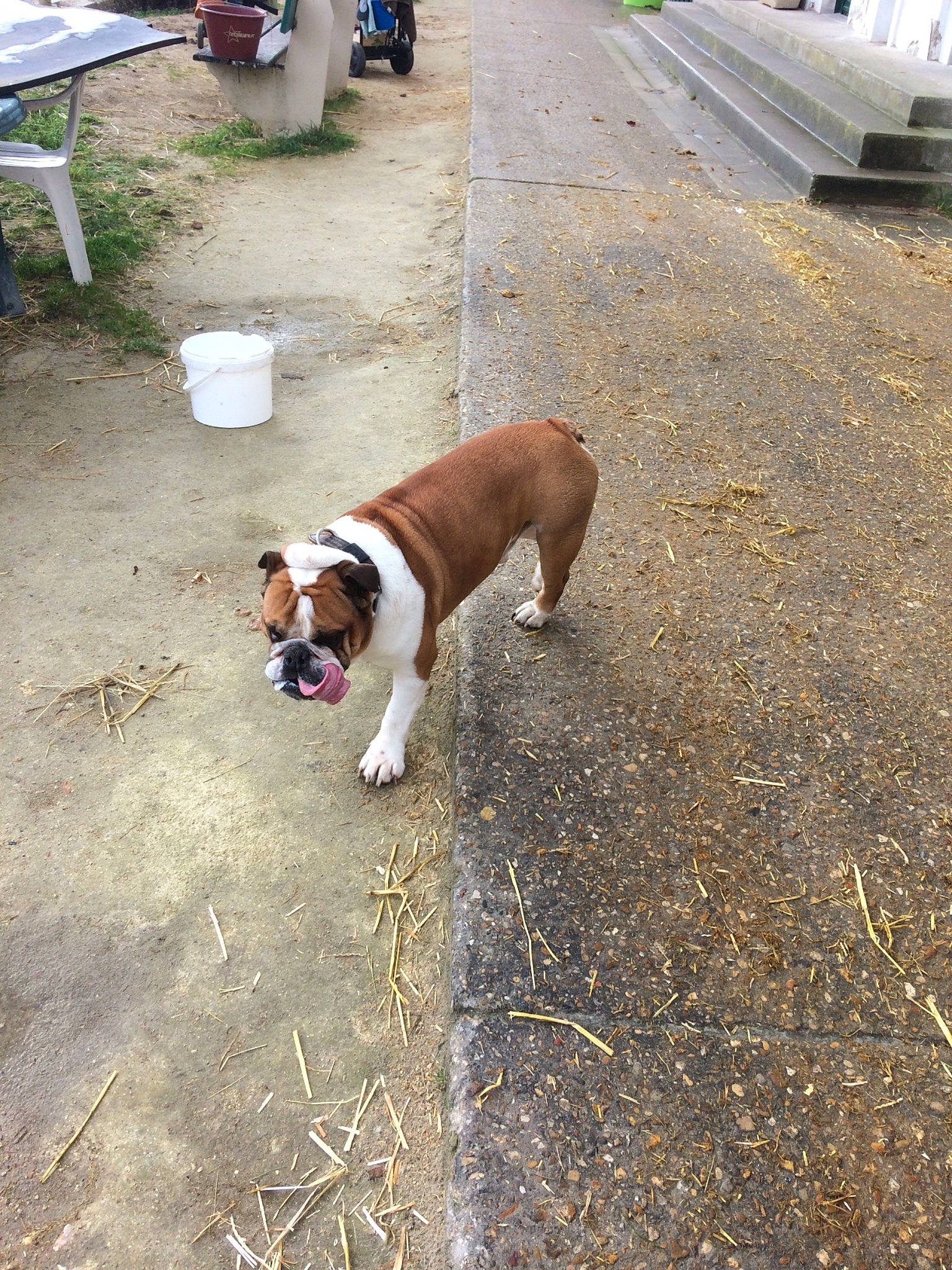 Juck participe au concours pour gagner de l'argent avec cette photo : american_bulldog, american_pit_bull_terrier, australian_bulldog, boxer, bulldog, canidae, carnivore, companion_dog, dog, dog_breed, dorset_olde_tyme_bulldogge, fawn, mammal, non_sporting_group, old_english_bulldog, olde_english_bulldogge, rare_breed_dog, valley_bulldog