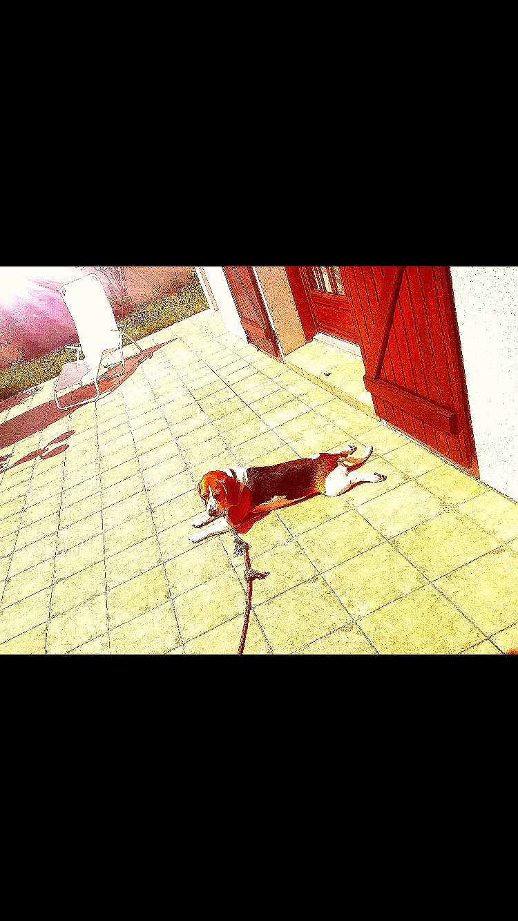 Nestor participe au concours pour gagner de l'argent avec cette photo : canidae, carnivore, dog, floor, flooring, line, snout, sporting_group, square, tile, toy_dog