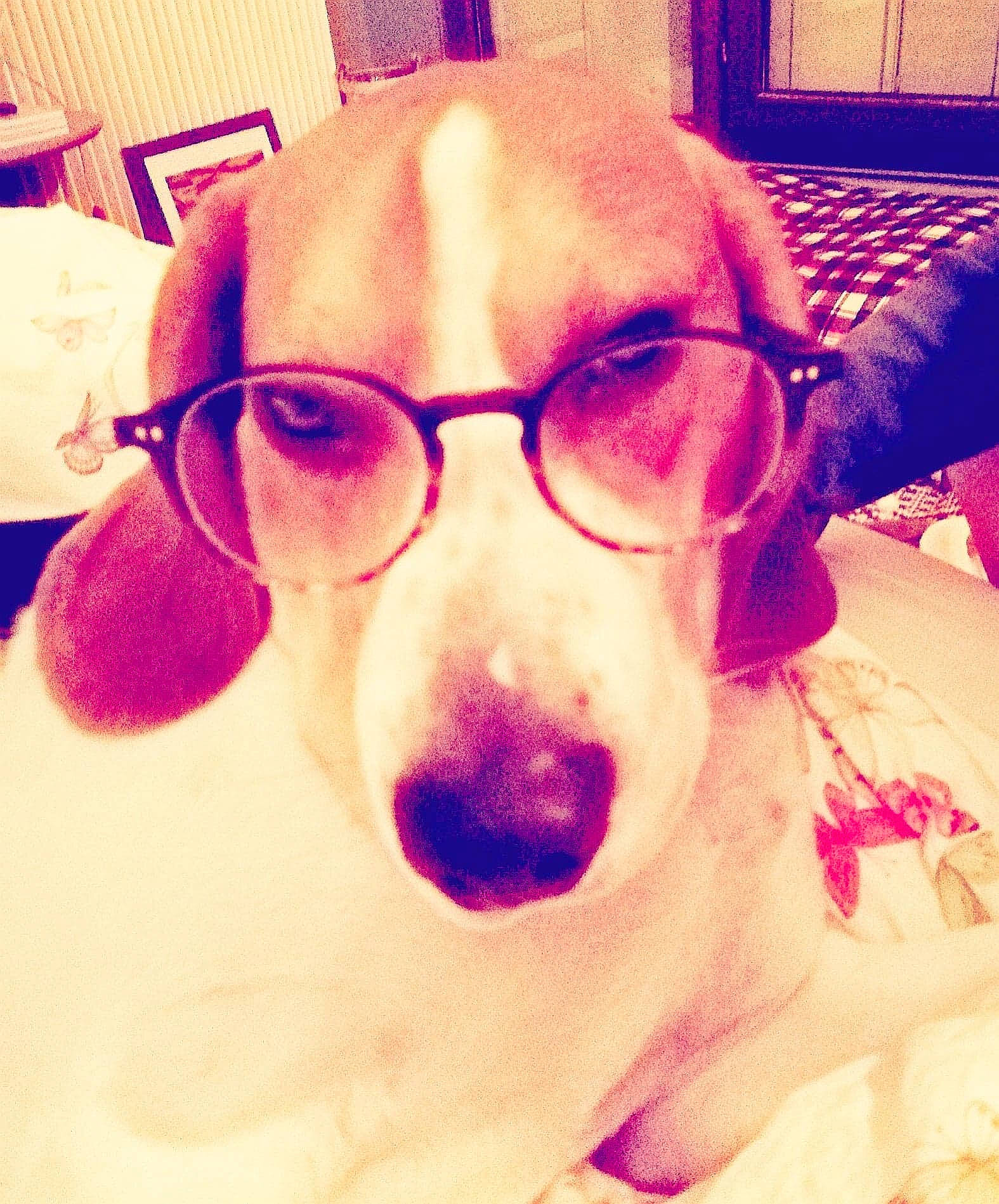 Nestor a rejoint le concours — aidez-le/la à gagner de superbes lots ! canidae, cheek, companion_dog, cool, dog, dog_breed, ear, eye, eyebrow, eyewear, face, glasses, hair, head, nose, organ, selfie, skin, snout, sunglasses