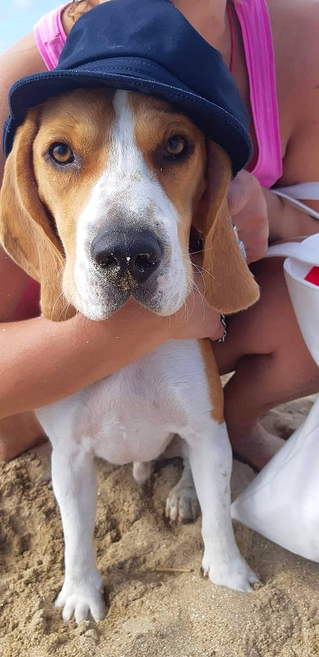 Nestor a rejoint le concours — aidez-le/la à gagner de superbes lots ! american_foxhound, beagle, beagle_harrier, canidae, carnivore, dog, dog_breed, english_foxhound, estonian_hound, finnish_hound, harrier, hound, mammal, pocket_beagle, scent_hound, schweizer_laufhund, serbian_tricolour_hound, snout, treeing_walker_coonhound, vertebrate