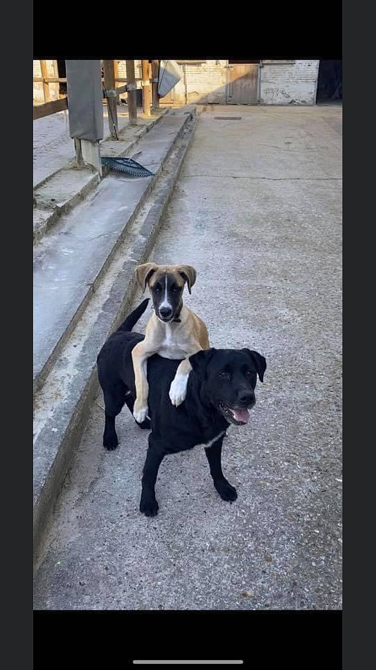 Priska a rejoint le concours — aidez-le/la à gagner de superbes lots ! american_bulldog, american_pit_bull_terrier, american_staffordshire_terrier, boston_terrier, canidae, carnivore, companion_dog, dog, dog_breed, fawn, guard_dog, mammal, molosser, non_sporting_group, pit_bull, snout, sporting_group, staffordshire_bull_terrier, tail, vertebrate