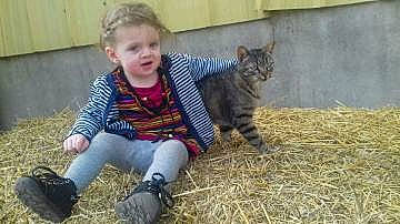 Prince participe au concours pour gagner de l'argent avec cette photo : carnivore, cat, child, domestic_short_haired_cat, felidae, grass, kitten, play, small_to_medium_sized_cats, tabby_cat, toddler, wild_cat