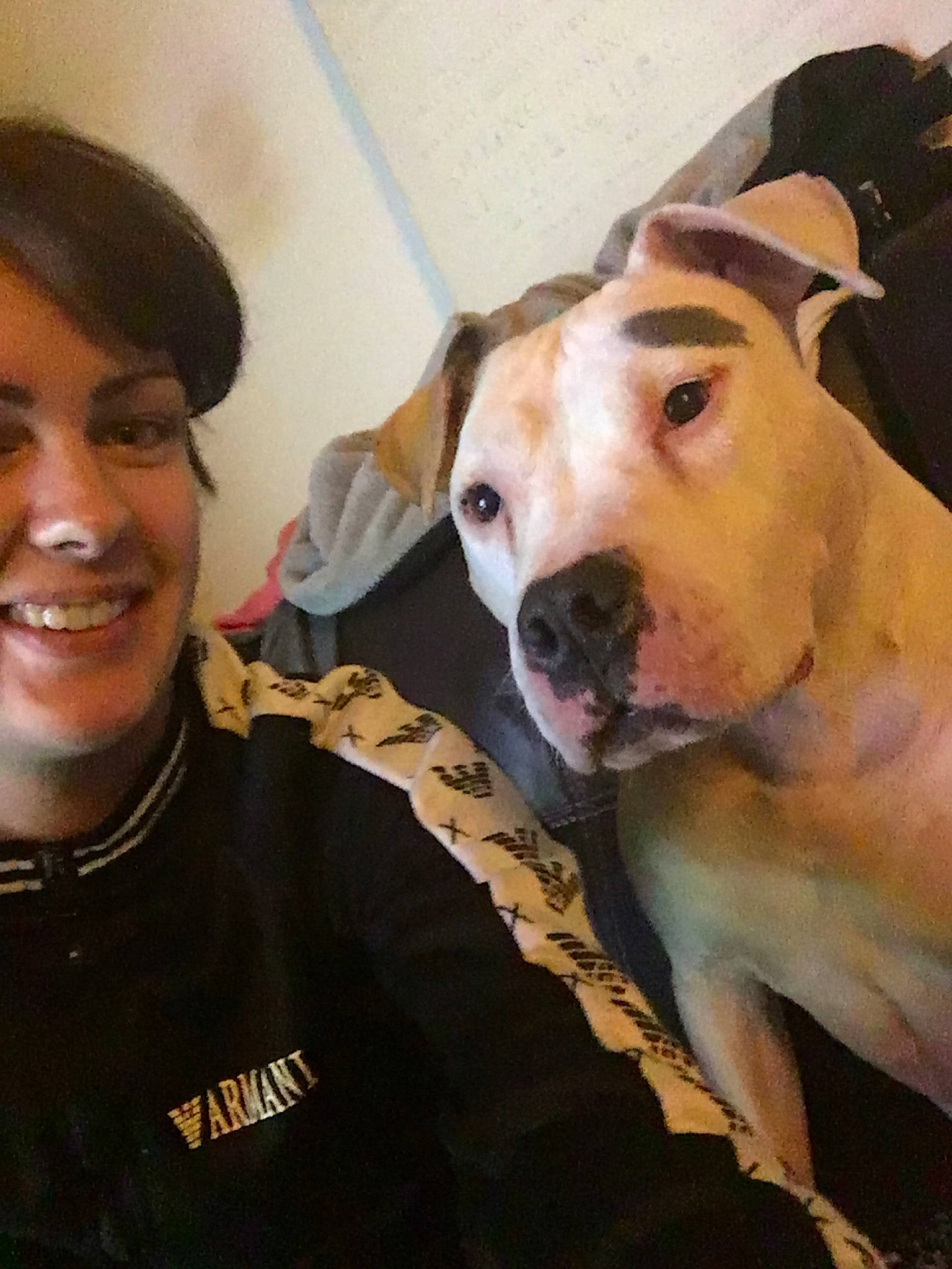 Max a rejoint le concours — aidez-le/la à gagner de superbes lots ! american_bulldog, american_pit_bull_terrier, american_staffordshire_terrier, canidae, carnivore, dog, dog_breed, ear, fawn, jaw, non_sporting_group, nose, olde_english_bulldogge, pit_bull, puppy_love, selfie, snout, staffordshire_bull_terrier, valley_bulldog