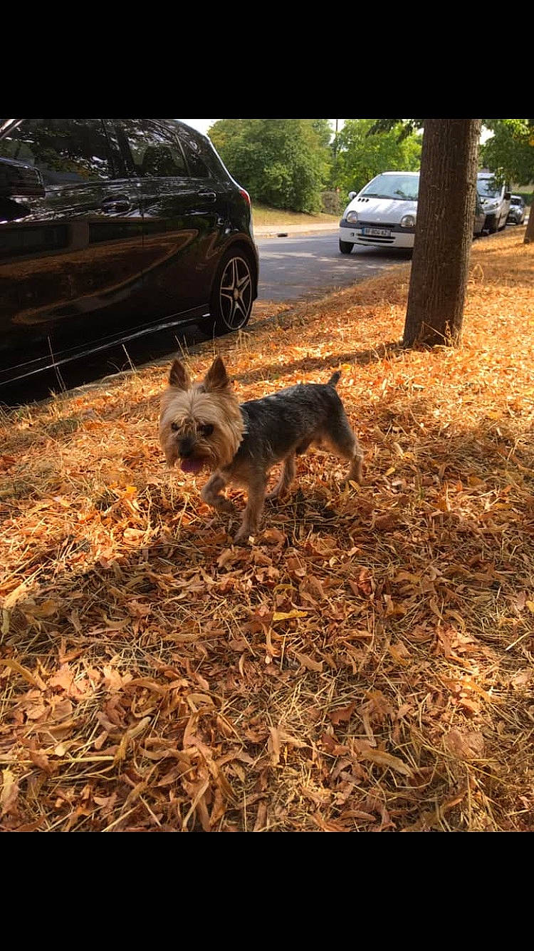 Rox a rejoint le concours — aidez-le/la à gagner de superbes lots ! border_terrier, cairn_terrier, canidae, carnivore, dog, dog_breed, grass, irish_terrier, leaf, mammal, norwich_terrier, plant, terrier, tree, welsh_terrier, wildlife