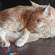 Peppers participe au concours pour gagner de l'argent avec cette photo : animal, calm, cat, closeup, cute, domestic_animal, feline, fur, home, indoor, orange_cat, paw, pet, relaxed, remote_control, resting, sleeping, snack_wrapper, whiskers, wooden_table