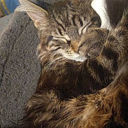 Louna a rejoint le concours — aidez-le/la à gagner de superbes lots ! adorable, animal, cat, closeup, cozy, cuddle, cute, ears, feline, fur, indoor, mammal, paw, pet, relaxed, resting, sleeping, soft, tabby, whiskers