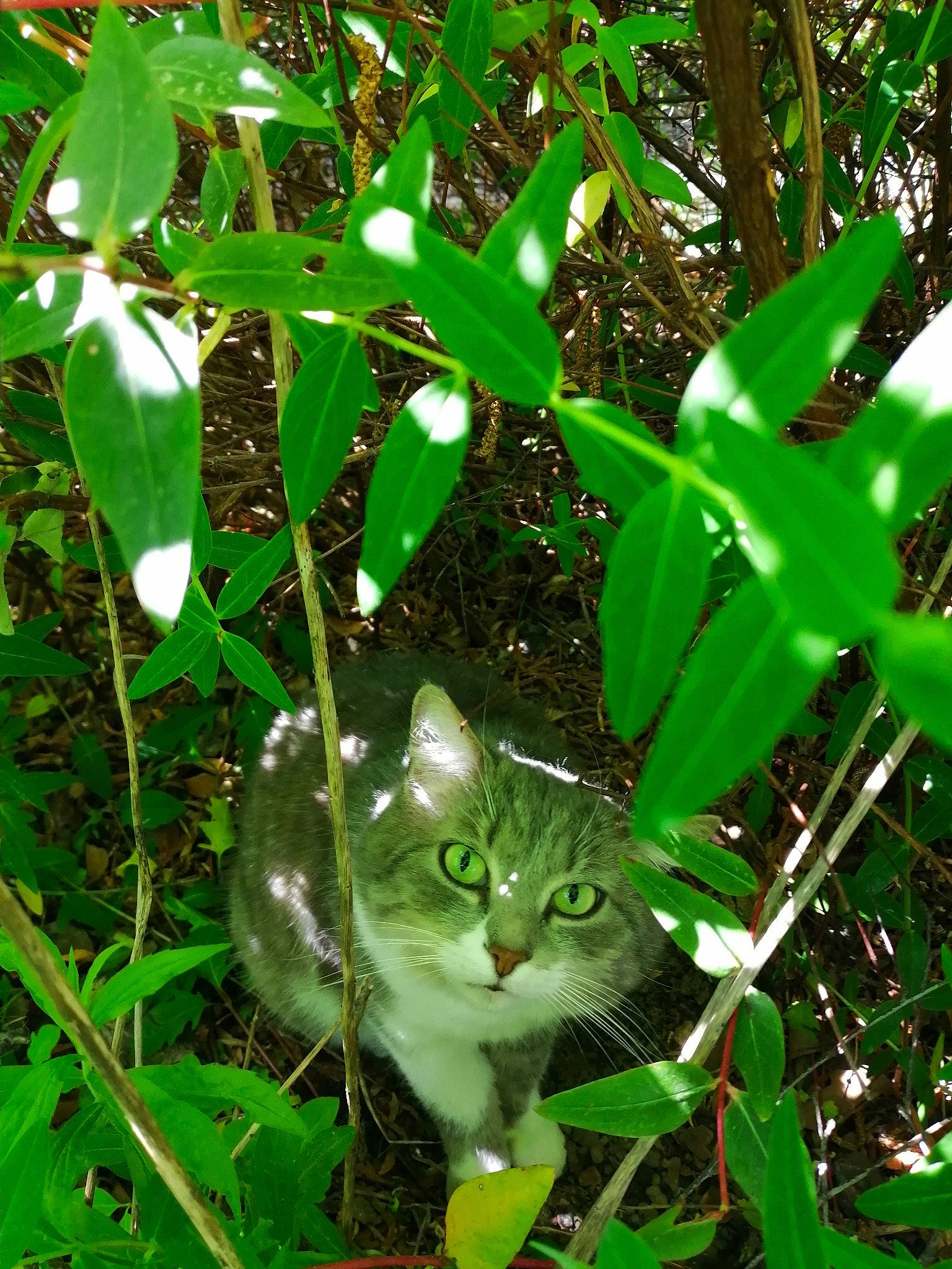 Titite participe au concours pour gagner de l'argent avec cette photo : botany, cat, felidae, flower, grass, green, herb, leaf, plant, small_to_medium_sized_cats, whiskers