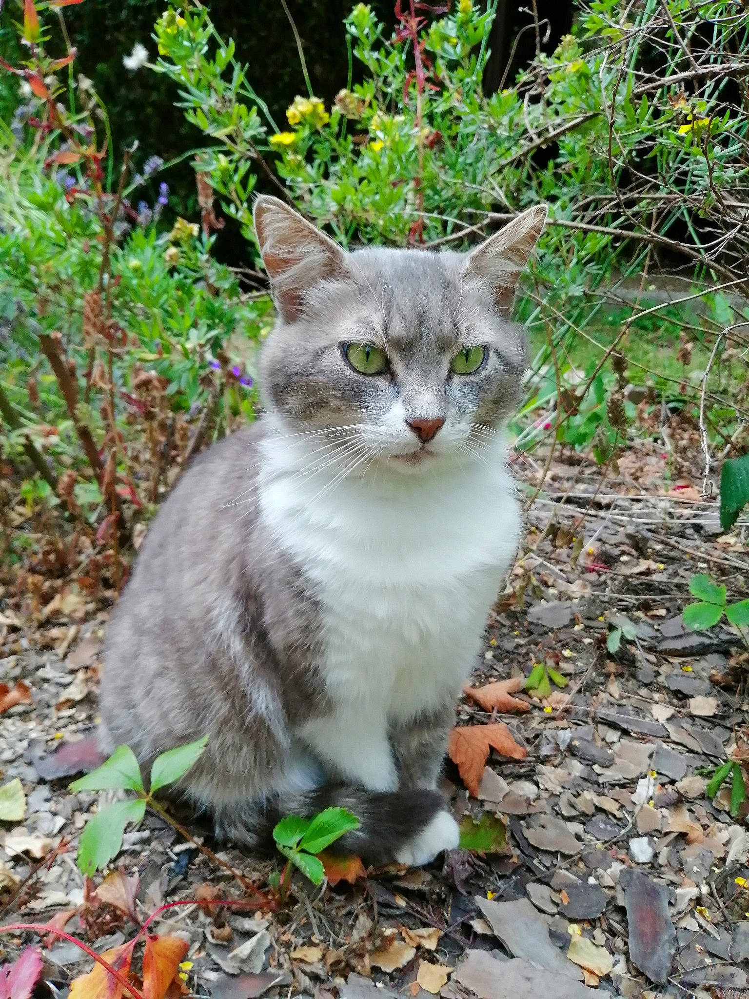Titite participe au concours pour gagner de l'argent avec cette photo : aegean_cat, american_wirehair, carnivore, cat, domestic_short_haired_cat, european_shorthair, felidae, grass, plant, small_to_medium_sized_cats, tabby_cat, tree, whiskers, wild_cat, wildlife