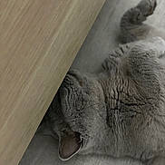 Lucifer participe au concours pour gagner de l'argent avec cette photo : cat, gray_cat, feline, pet, lying_down, wood_floor, indoor, relaxed, cozy, fur, animal, home, quiet, resting, side_view, sleeping, whiskers, paw, ear, furniture