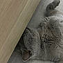cat, gray_cat, feline, pet, lying_down, wood_floor, indoor, relaxed, cozy, fur, animal, home, quiet, resting, side_view, sleeping, whiskers, paw, ear, furniture