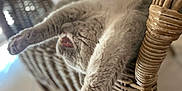 Lucifer participe au concours pour gagner de l'argent avec cette photo : cat, stretching, wicker_chair, furniture, indoor, relaxation, pet, feline, cozy, blurred_background, whiskers, paw, fur, closeup, home, animal, lazy, soft_light, texture, comfort