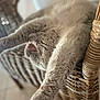 cat, stretching, wicker_chair, furniture, indoor, relaxation, pet, feline, cozy, blurred_background, whiskers, paw, fur, closeup, home, animal, lazy, soft_light, texture, comfort