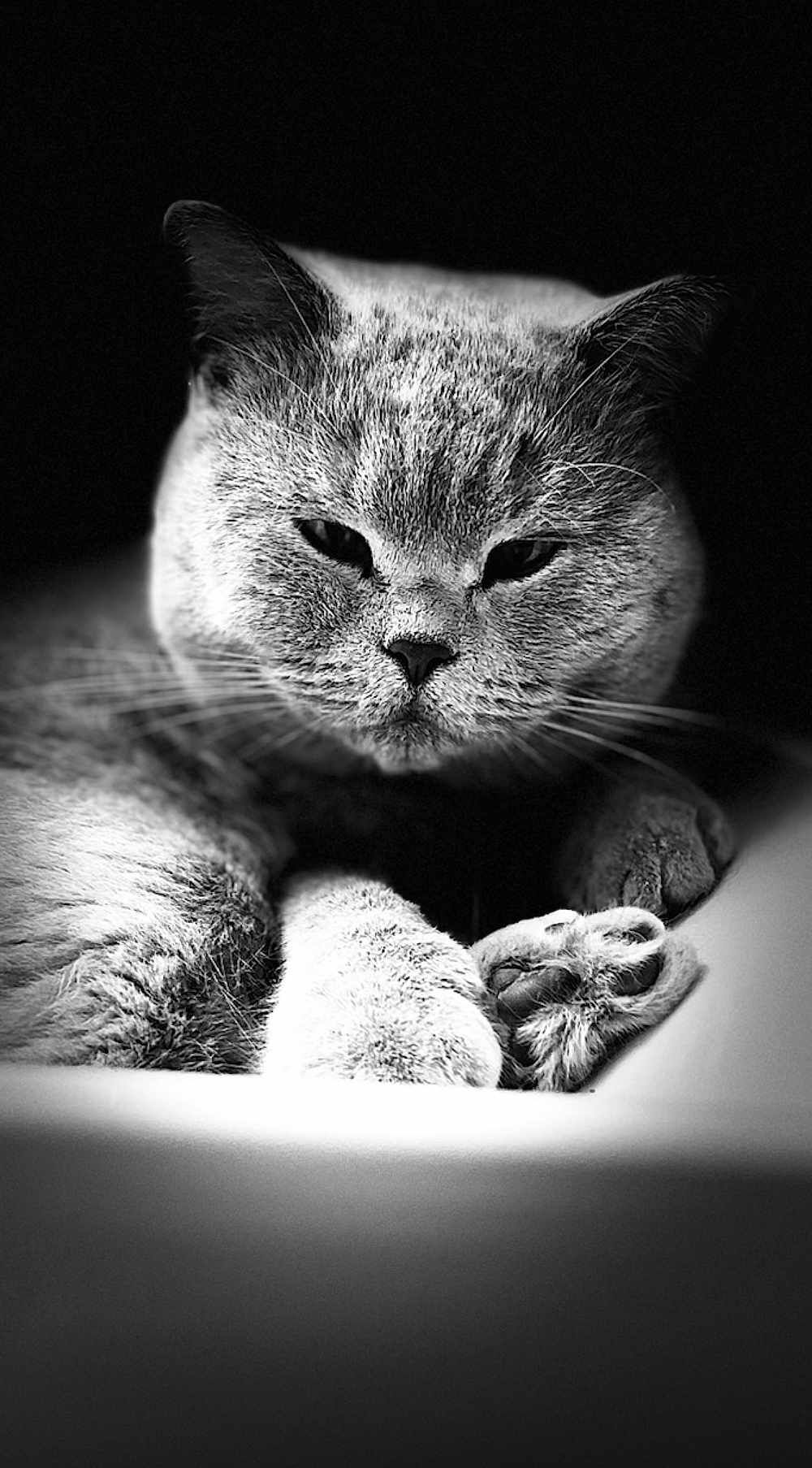 Lucifer a rejoint le concours — aidez-le/la à gagner de superbes lots ! cat, animal, pet, feline, black_and_white, close_up, portrait, fur, whiskers, paw, relaxed, indoor, cute, mammal, sleepy, resting, soft, domestic_animal, calm, expression