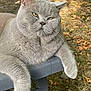 cat, gray_cat, animal, pet, outdoor, bench, fall, leaves, relaxed, fluffy, feline, nature, grass, close_up, portrait, paw, whiskers, cute, mammal, daylight
