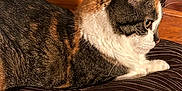 Charlotte joined the competition — help win amazing prizes! animal, brown_blanket, cat, closeup, companion, domestic_cat, feline, fur_texture, indoor, orange_fur, paw, pet, quilted_blanket, relaxed, resting, side_view, tabby, whiskers, white_fur, wooden_cabinet