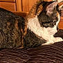 animal, brown_blanket, cat, closeup, companion, domestic_cat, feline, fur_texture, indoor, orange_fur, paw, pet, quilted_blanket, relaxed, resting, side_view, tabby, whiskers, white_fur, wooden_cabinet
