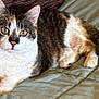 Charlotte is registered to the contest to win money with this photo: animal, bed, calico, cat, cozy, cute, domestic_animal, ears, eyes, feline, fur, indoor, mammal, paws, pet, quilted_bedspread, relaxed, resting, tail, whiskers