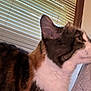 Charlotte joined the competition — help win amazing prizes! animal, background, black_fur, brown_fur, cat, close_up, daylight, ear, feline, fur, gray_fabric, head, house, indoor, pet, side_view, striped, whiskers, white_fur, window_blinds